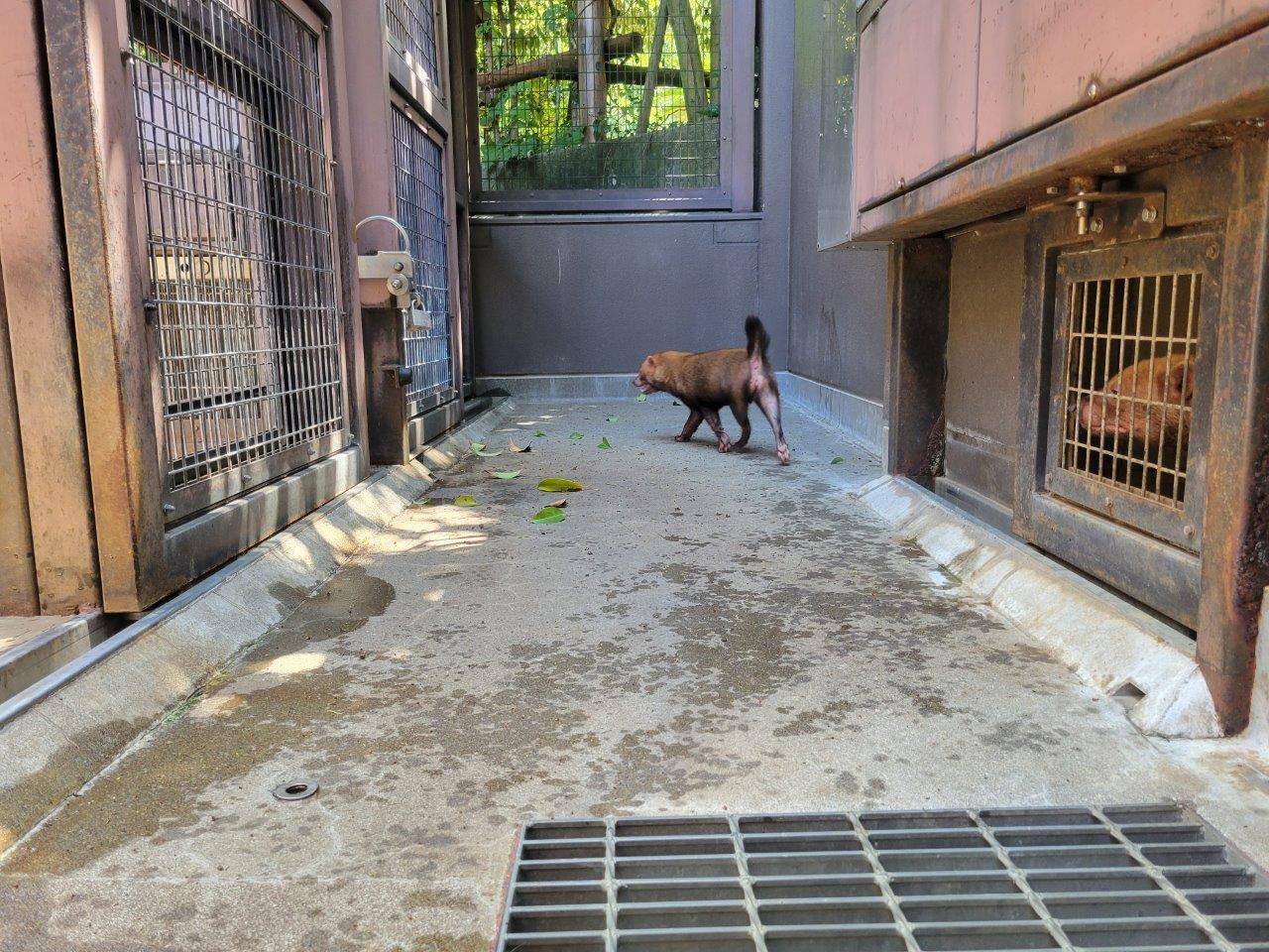 シュートをうろつくカノンを展示場から気にするパパマル②