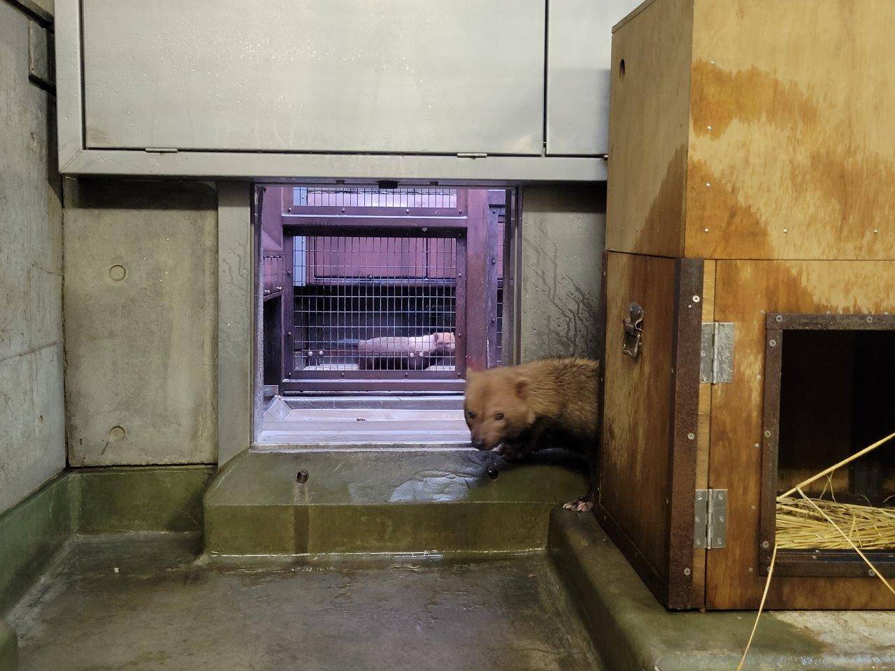 初めて金網1枚越しにパパマルとお見合いが出来るようになったカノン