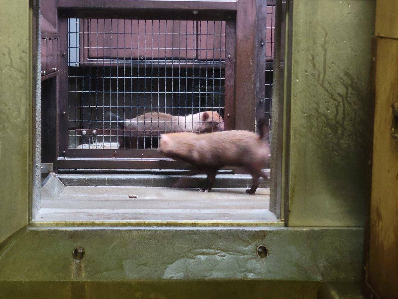 お見合い初日のパパマルとカノン①