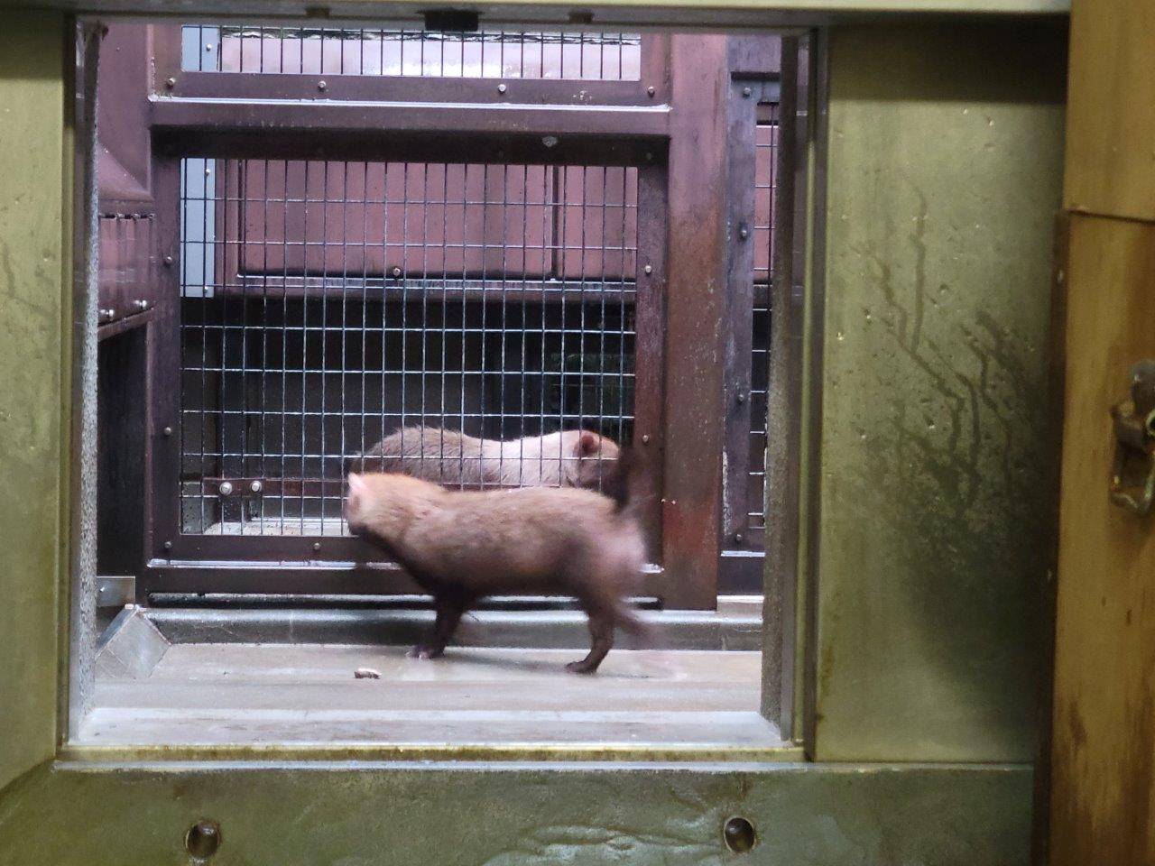 お見合い初日のパパマルとカノン②