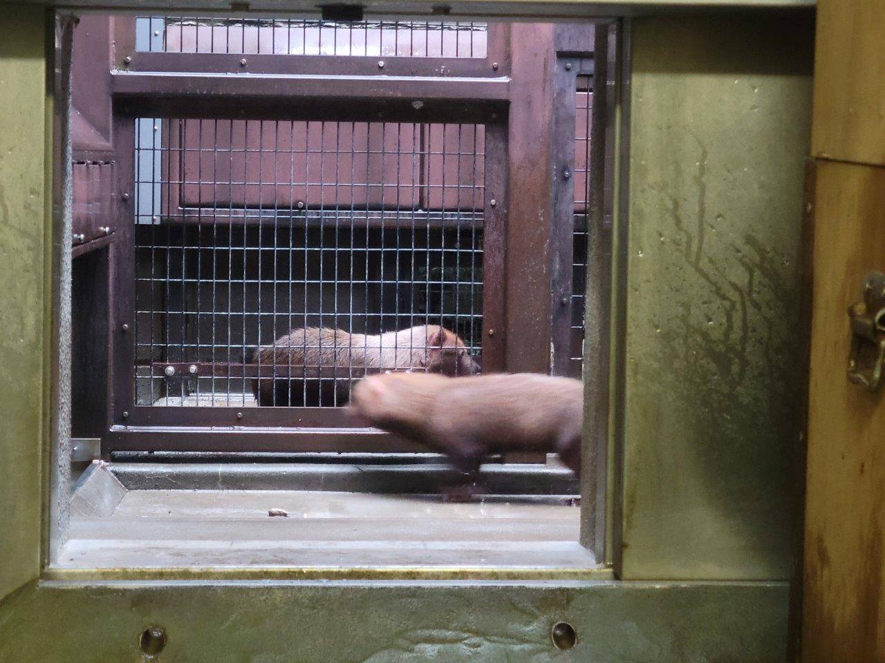 お見合い初日のパパマルとカノン③