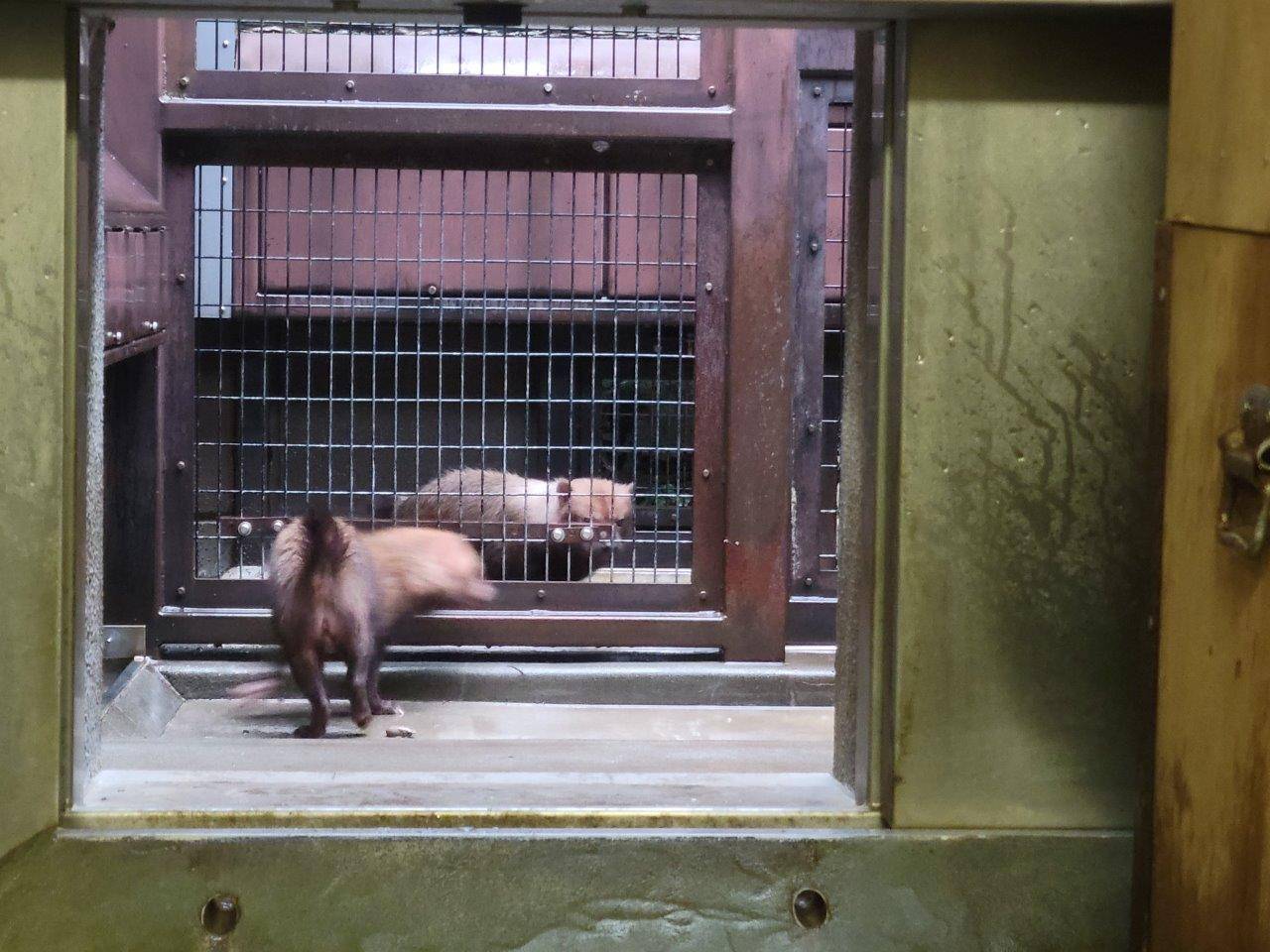 お見合い初日のパパマルとカノン④