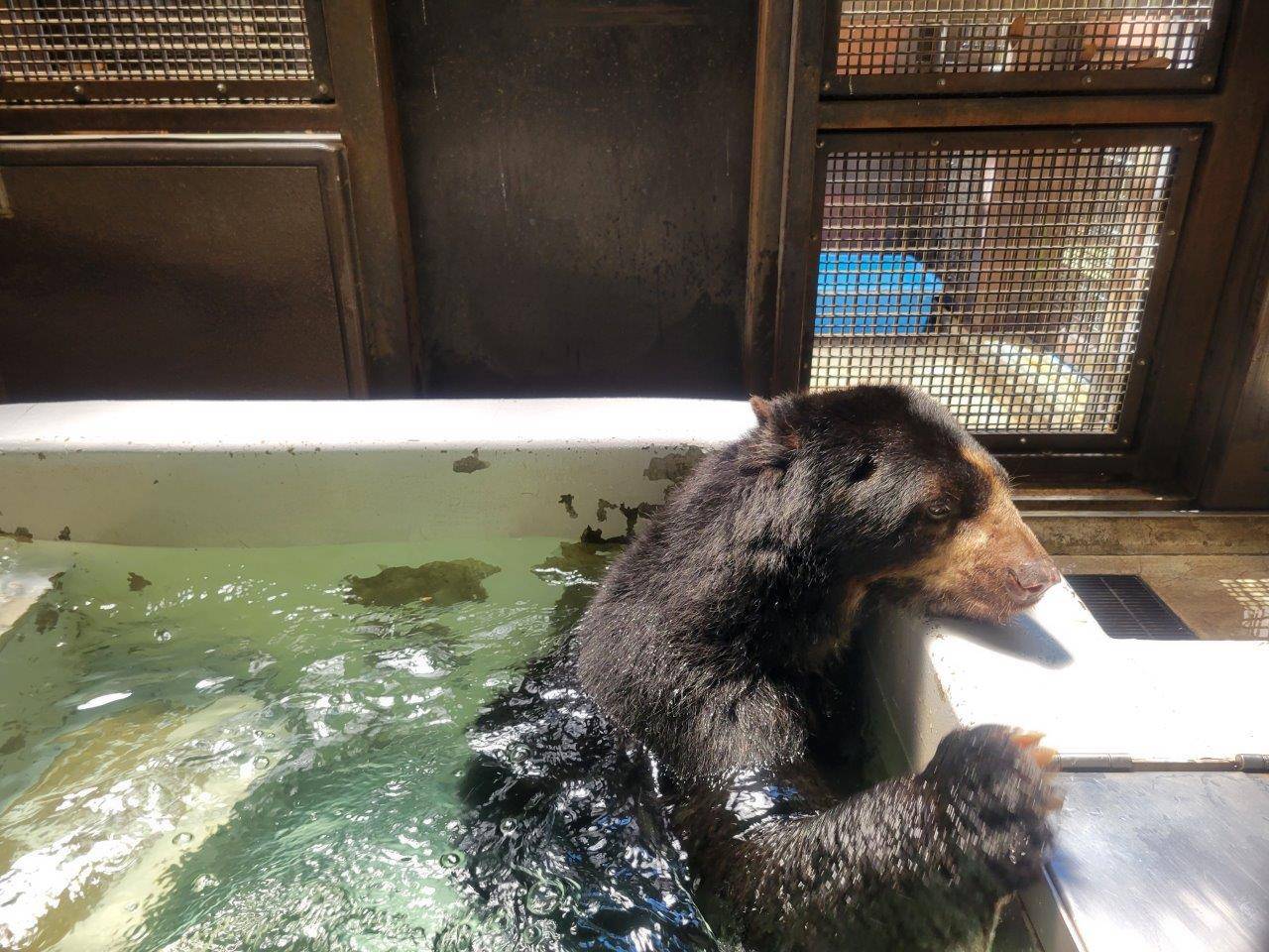 入れたての冷たいプールで身体を冷やすルイス⑤