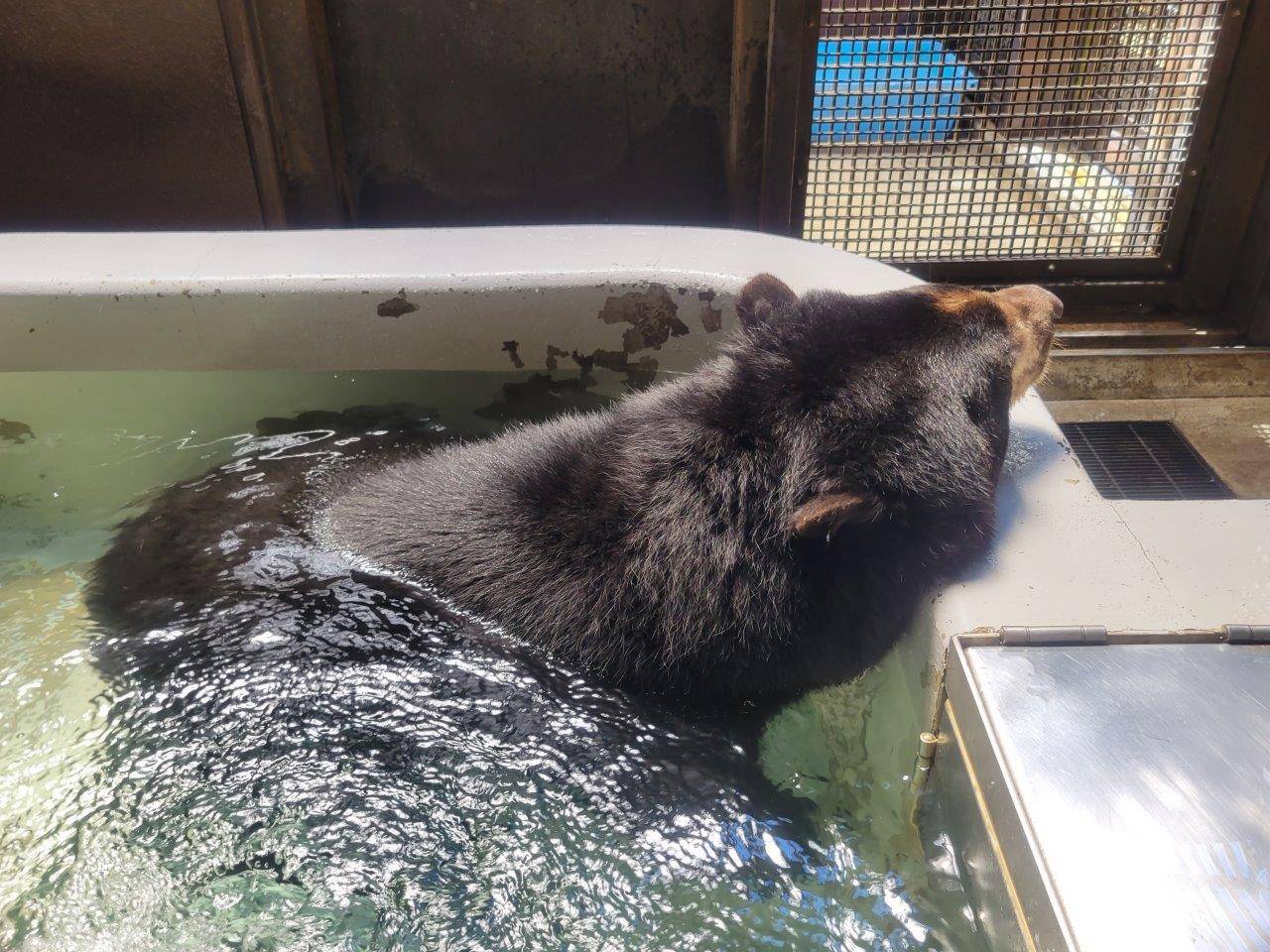 入れたての冷たいプールで身体を冷やすルイス⑦