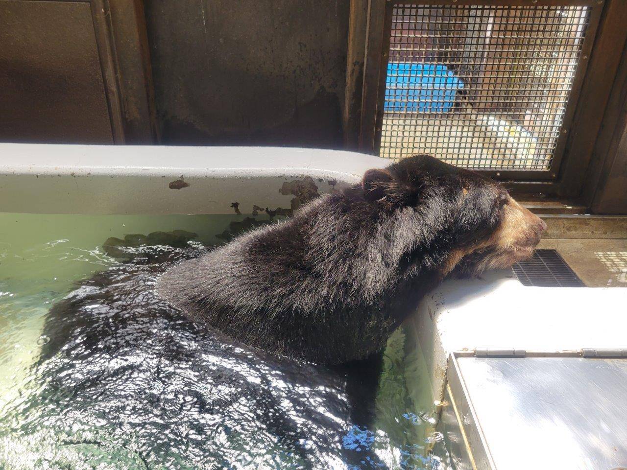 入れたての冷たいプールで身体を冷やすルイス⑧