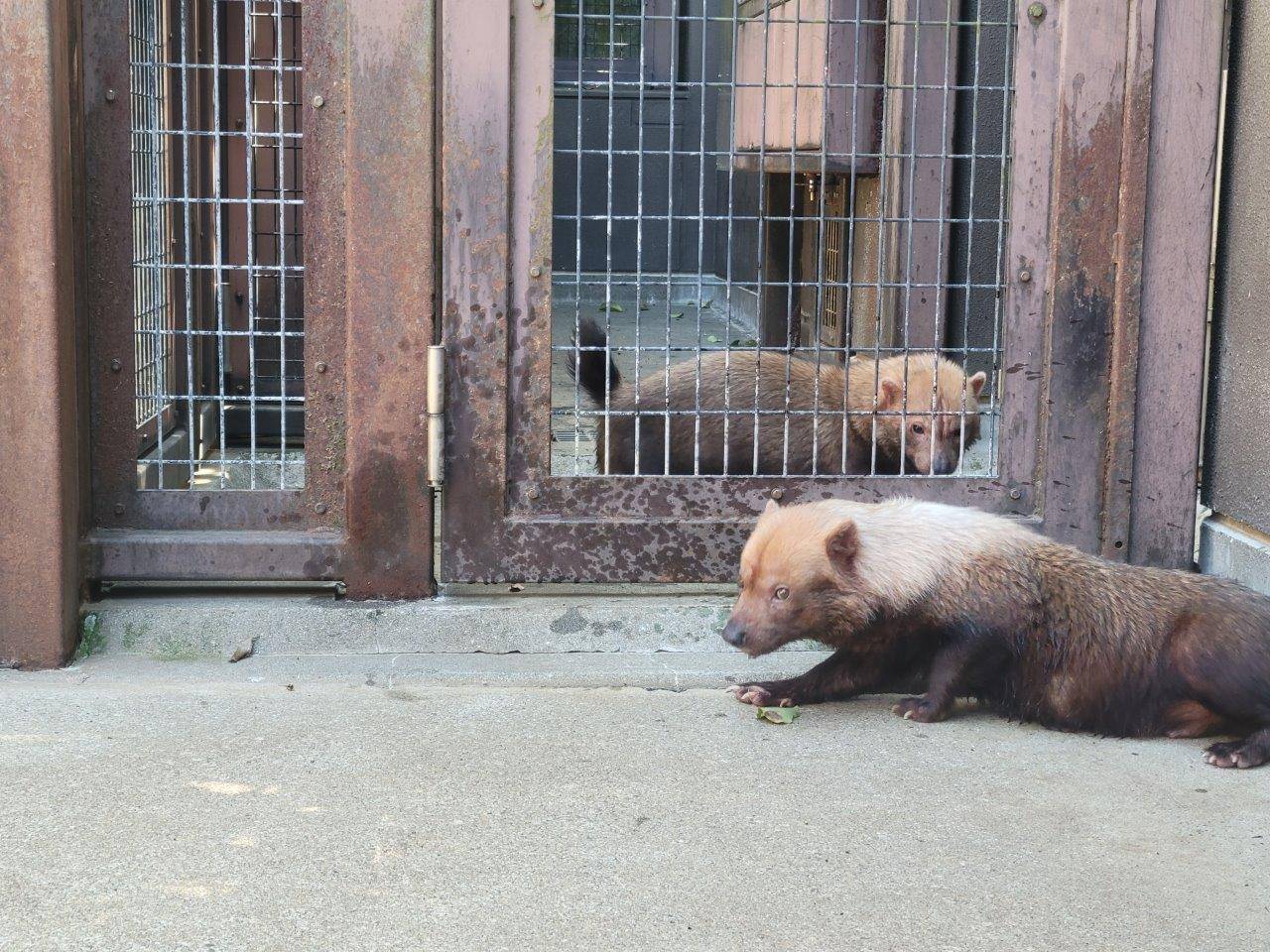 金網越しにお見合いするパパマルとカノン①