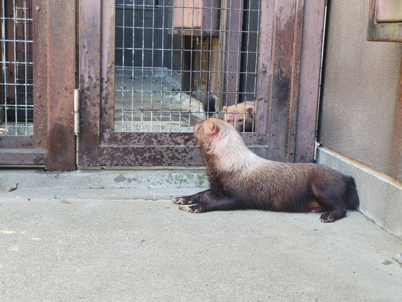 金網越しにお見合いするパパマルとカノン②