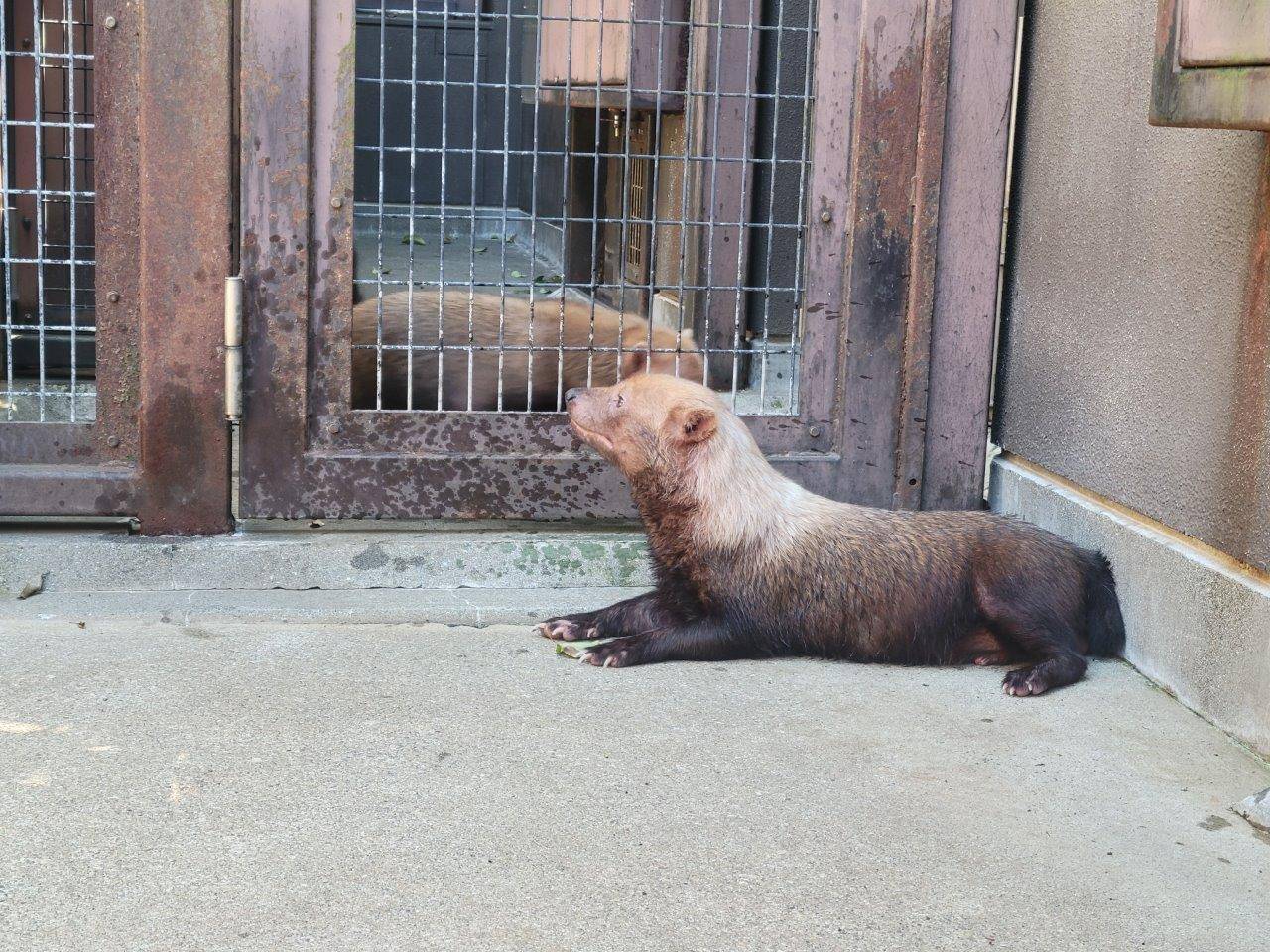 金網越しにお見合いするパパマルとカノン③