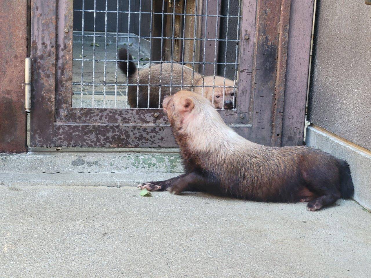 金網越しにお見合いするパパマルとカノン④