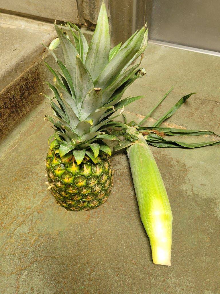 パイナップルとトウモロコシ