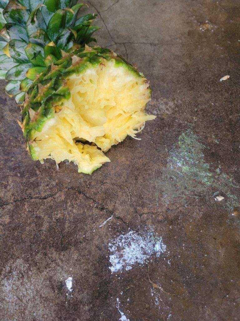 雑に食べられたパイナップルの残骸