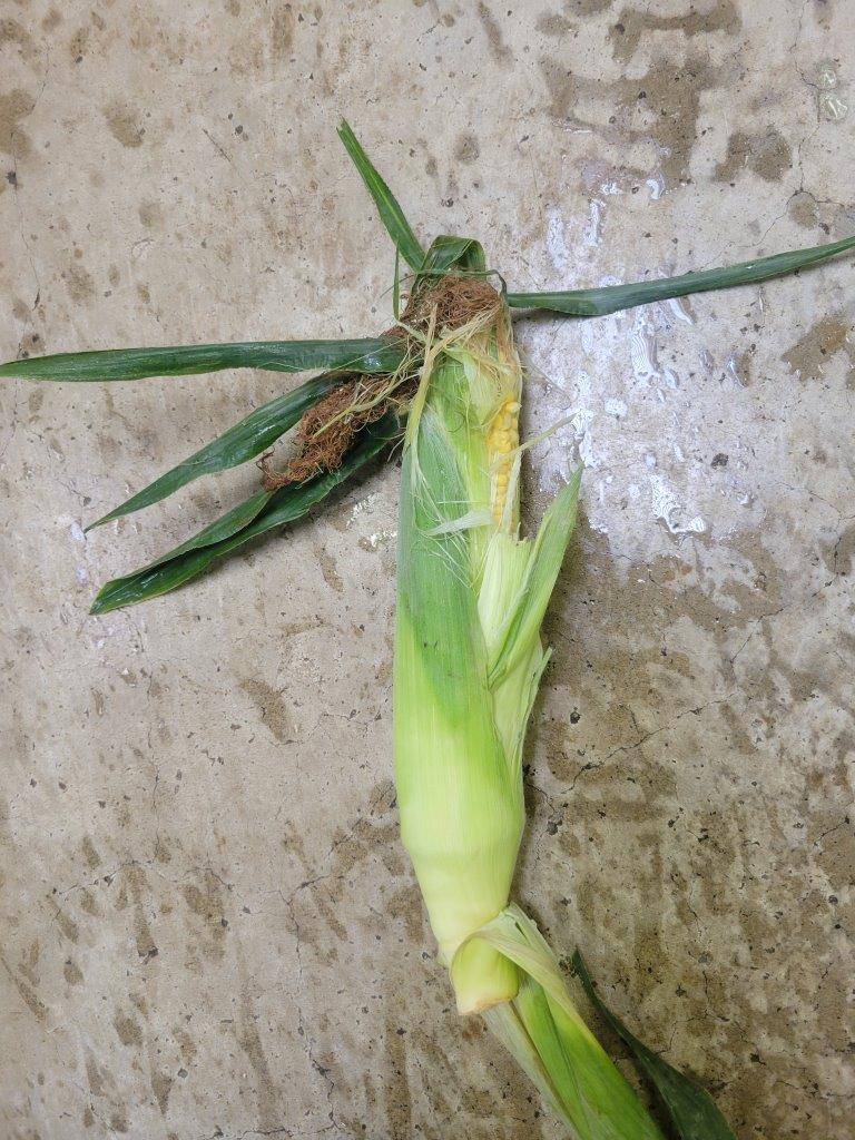 殆ど手つかずで残っていたトウモロコシ