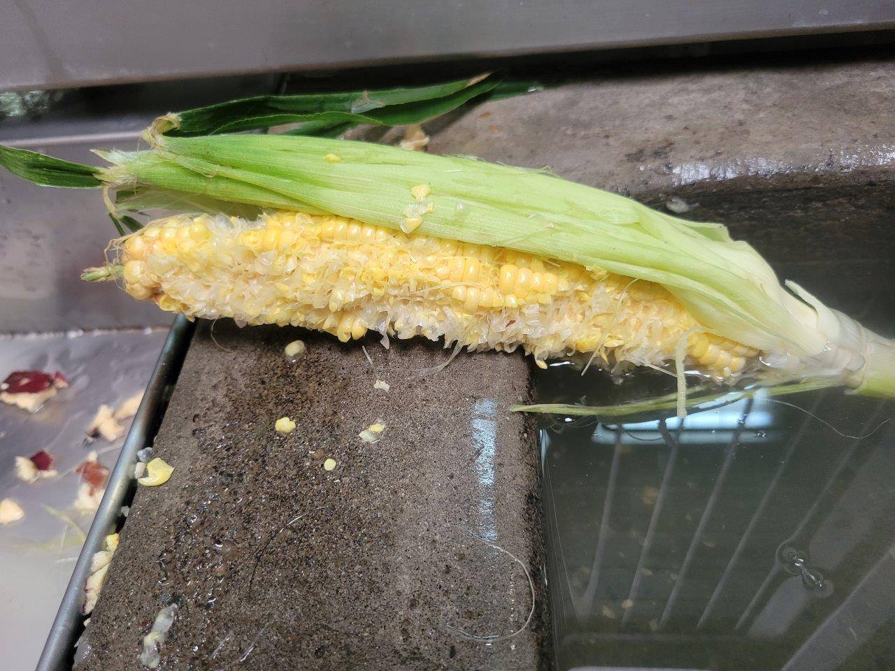 皮をむいた部分だけ食べられていたトウモロコシ