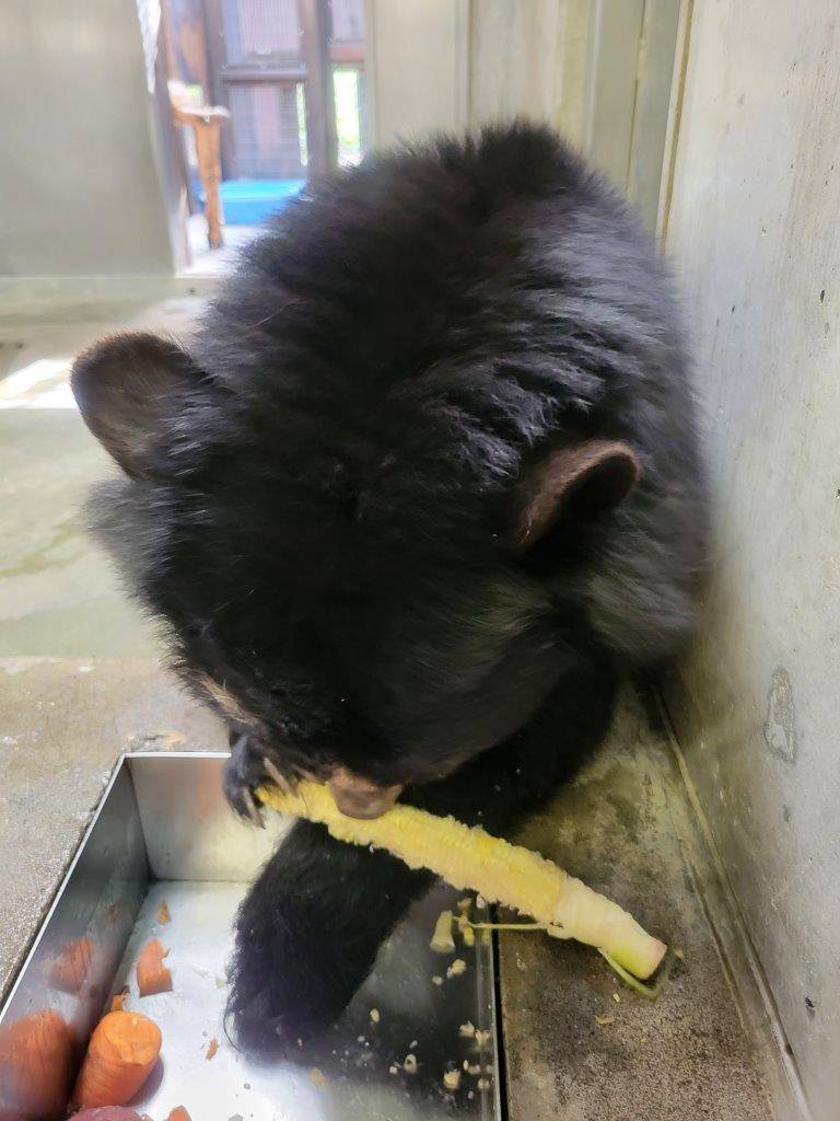 トウモロコシを食べる美雨