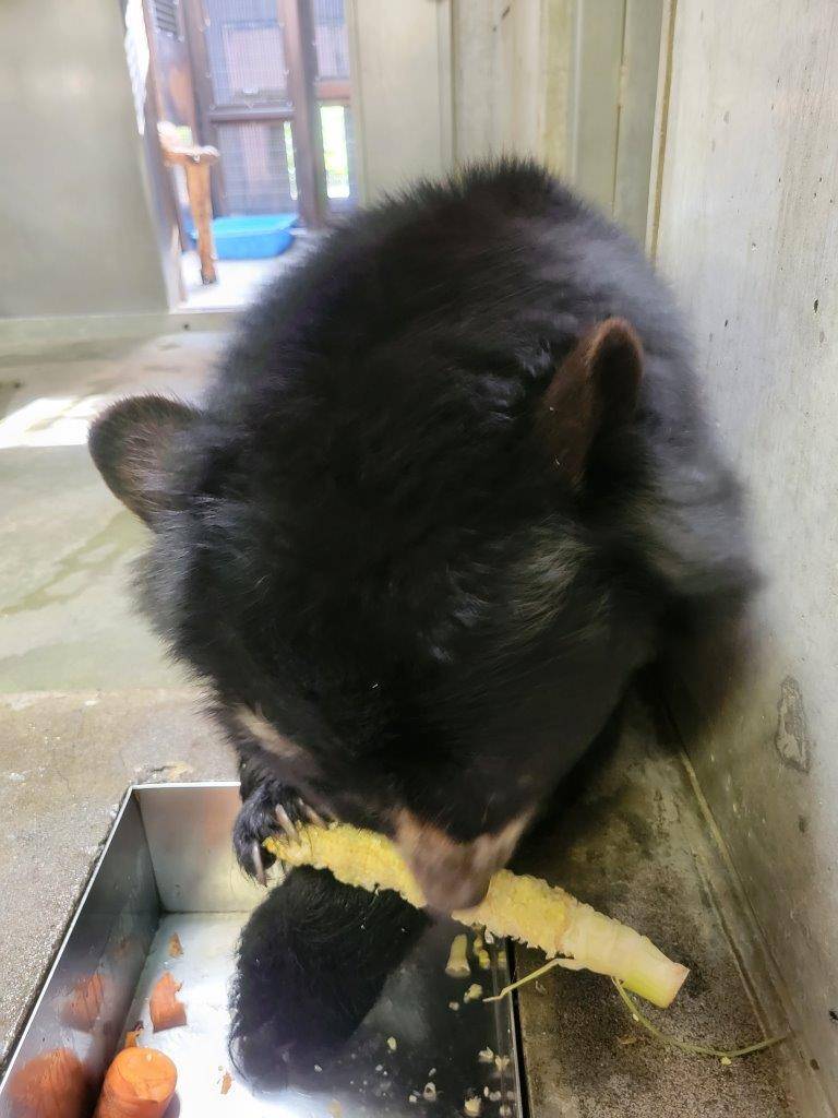 トウモロコシを食べる美雨①