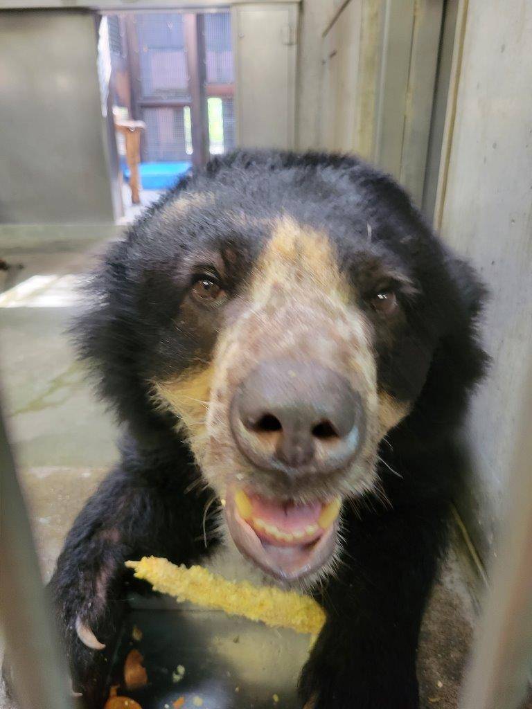 トウモロコシを食べる美雨③