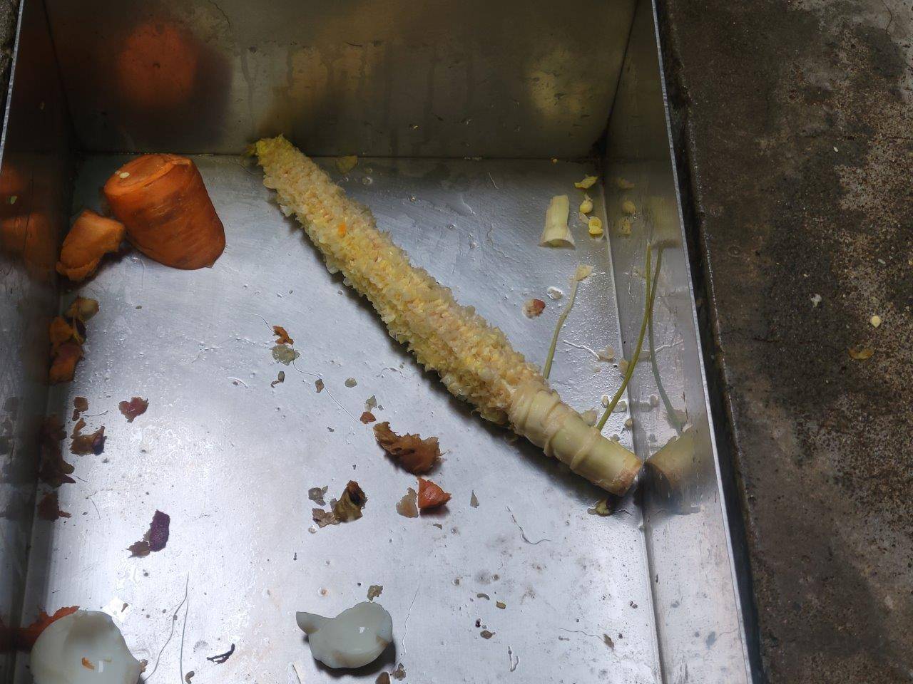 奇麗に食べられたトウモロコシの残骸