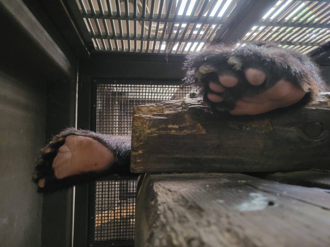 寝台上で寝ているルイス