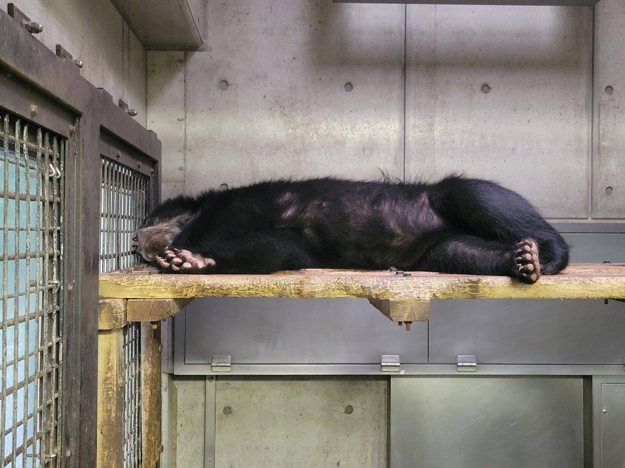 寝台上で寝ている美雪
