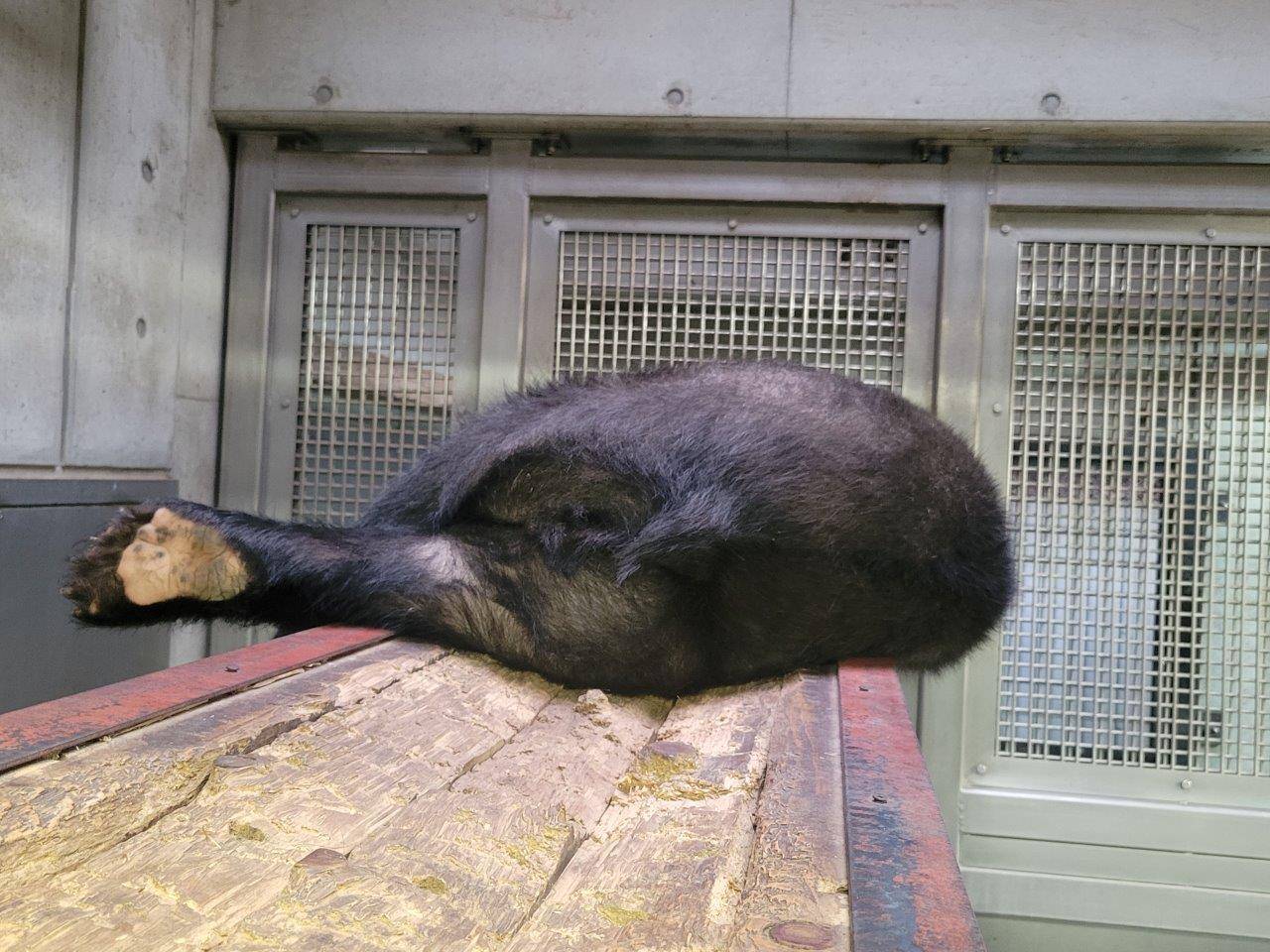 寝台上で寝ている美雨