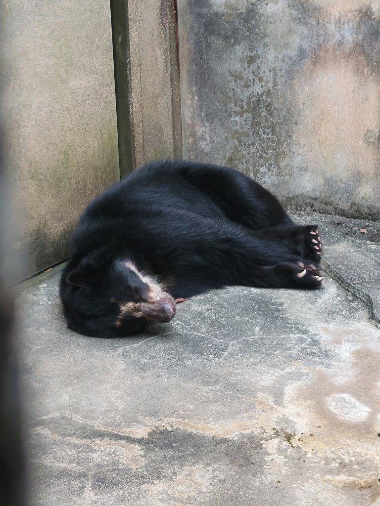 展示場で寝ている雪雄