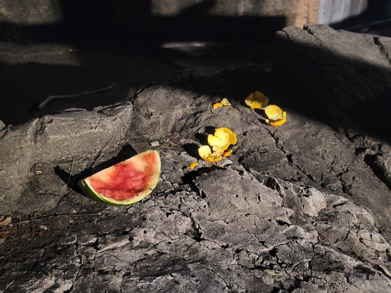 中身を食べた後のスイカとオレンジの残骸