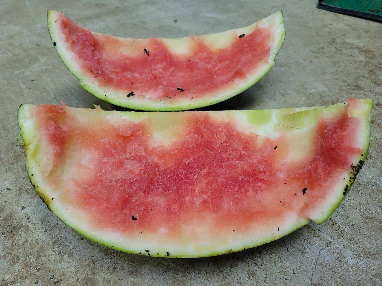 奇麗に食べられたスイカの残骸