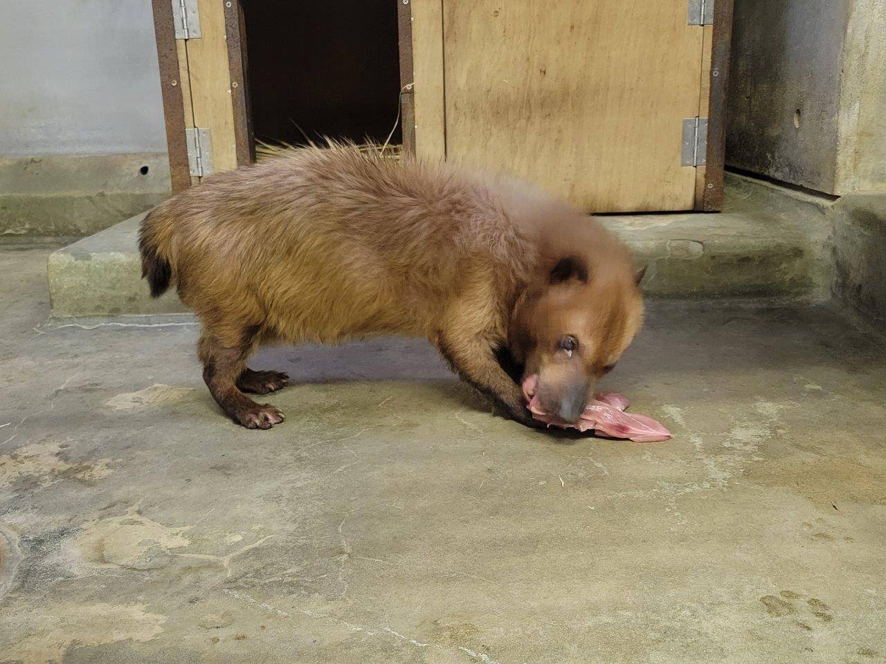 苦労しながら子牛の骨付き肉を食べるフキ②