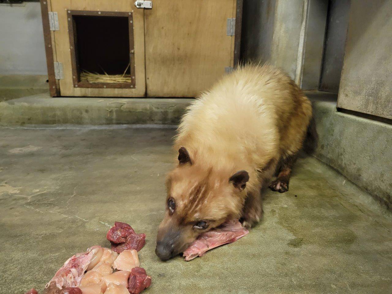 苦労しながら子牛の骨付き肉を食べるフキ④