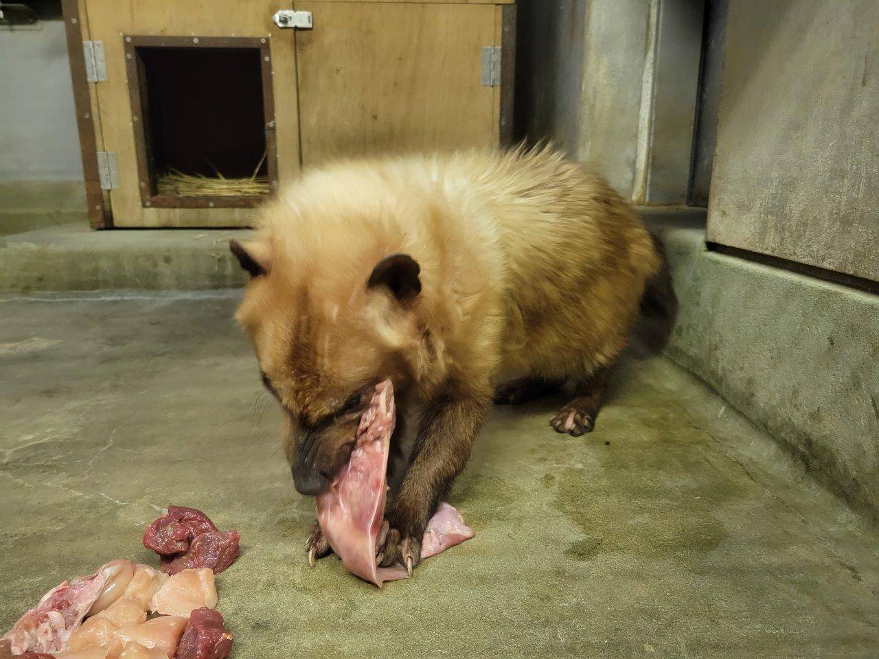 苦労しながら子牛の骨付き肉を食べるフキ⑤