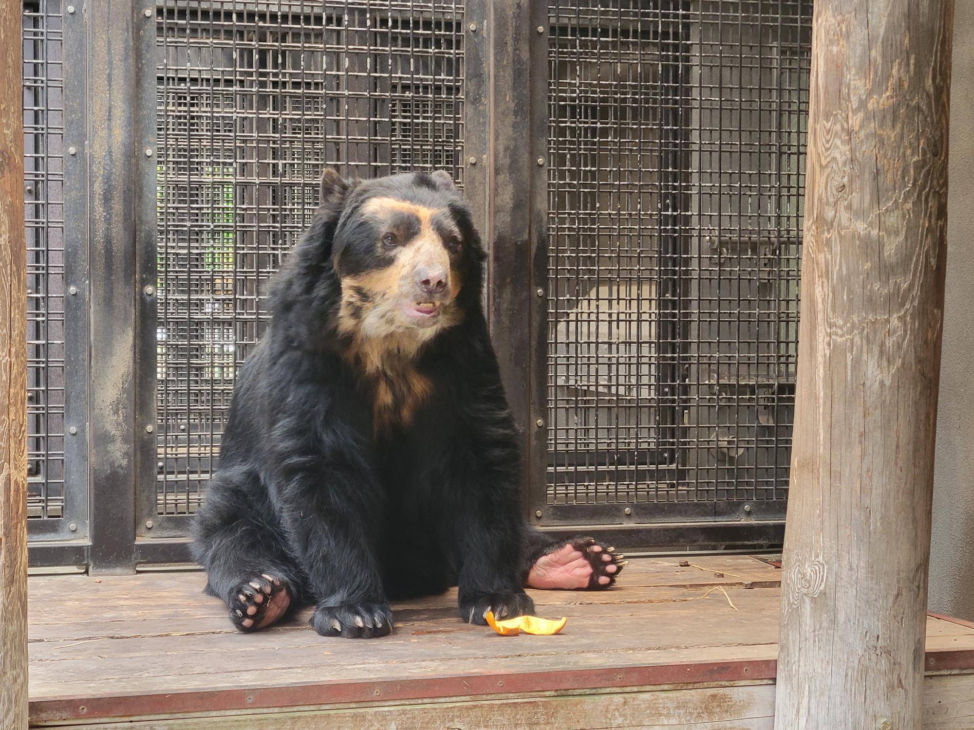 台の上のマックス①