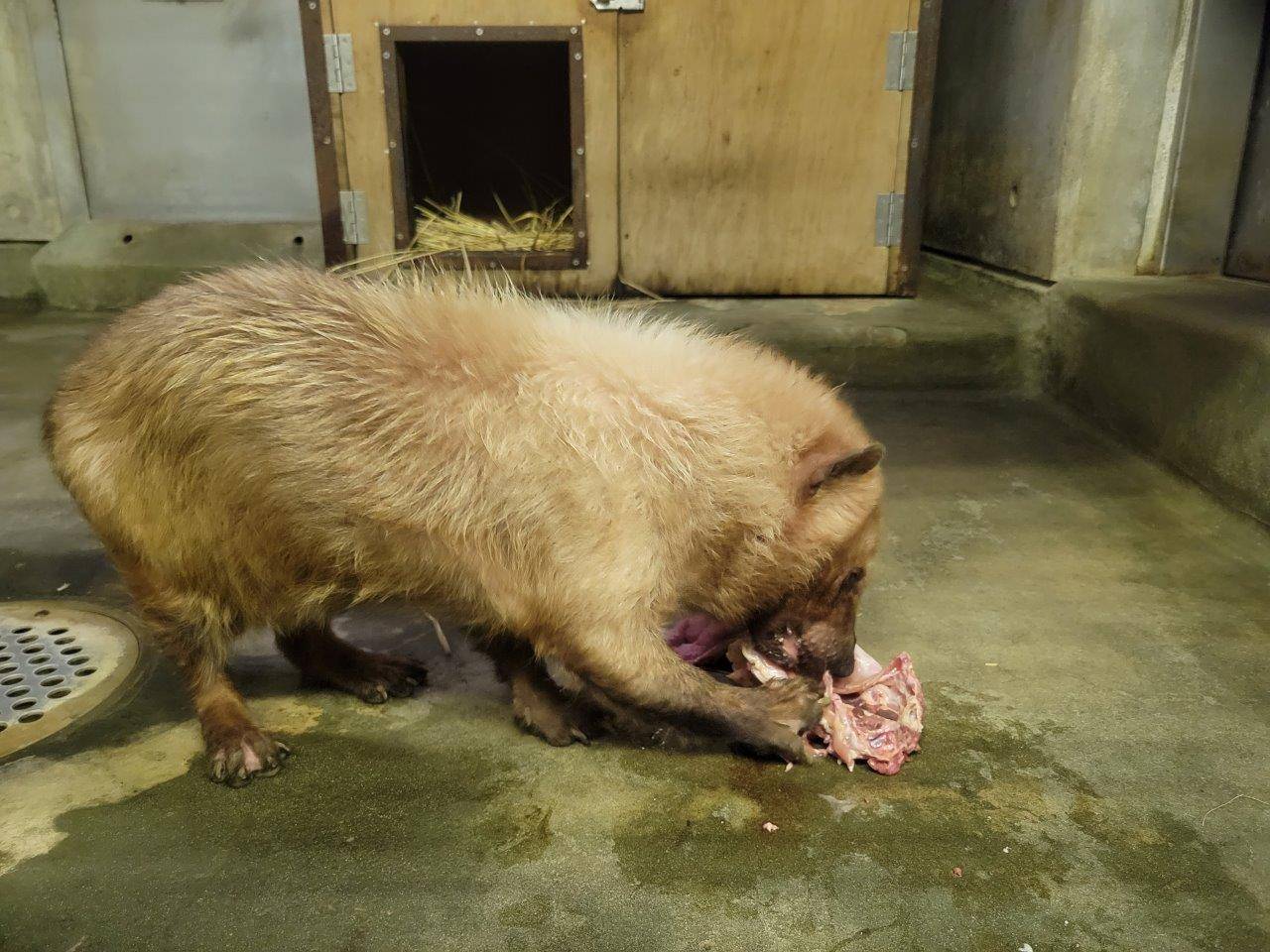 苦労しながら鶏ガラを食べるフキ①