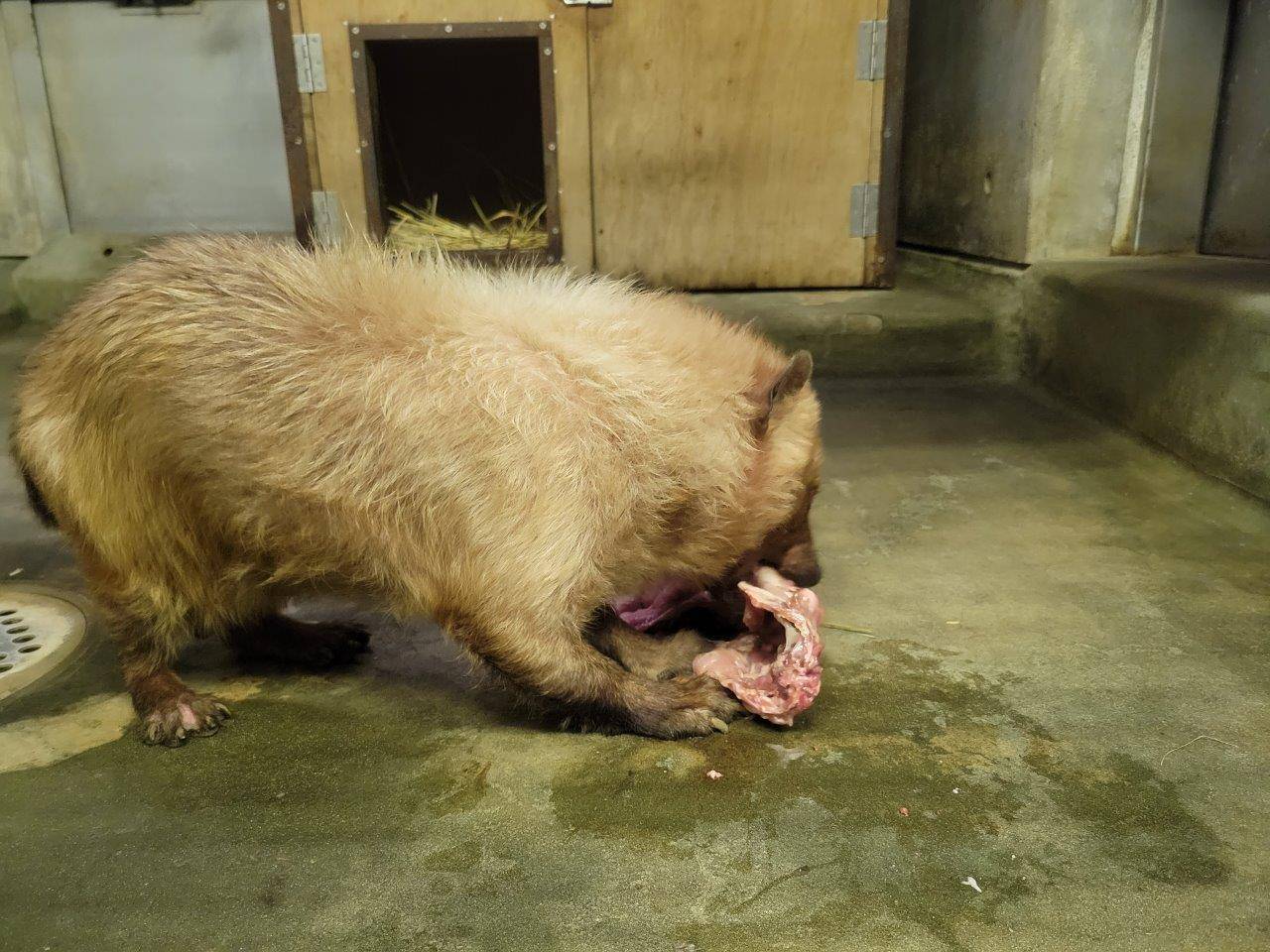 苦労しながら鶏ガラを食べるフキ②
