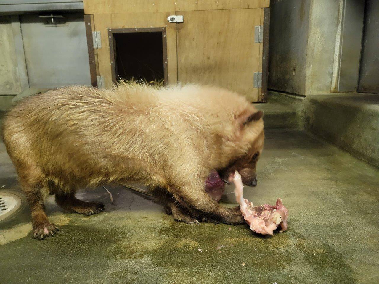 苦労しながら鶏ガラを食べるフキ③