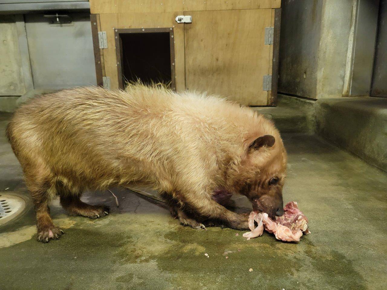 苦労しながら鶏ガラを食べるフキ④