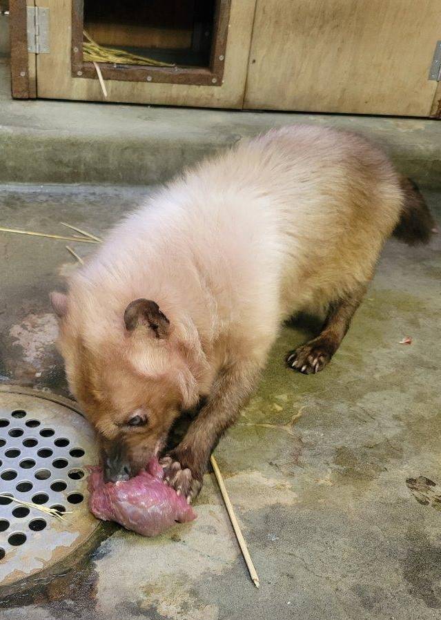 馬肉の肉塊を食べようとするフキ①