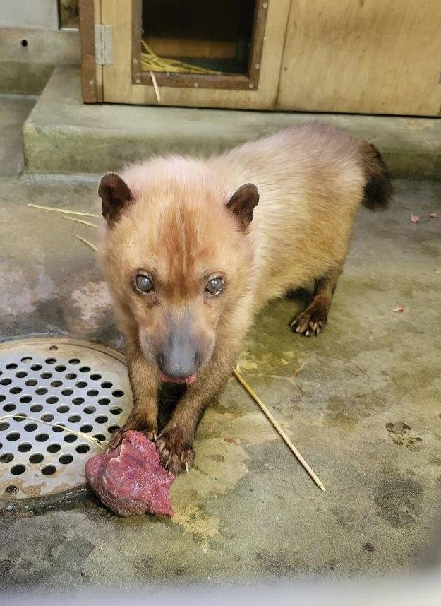 馬肉の肉塊を食べようとするフキ②