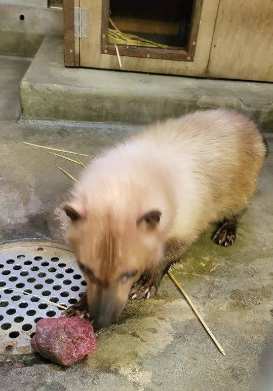 馬肉の肉塊を食べようとするフキ③