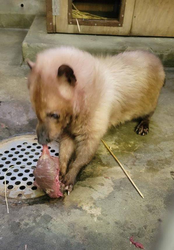 馬肉の肉塊を食べようとするフキ⑤