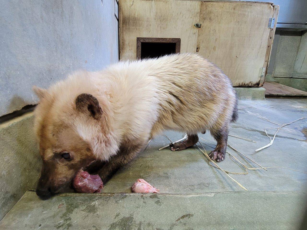 採餌中のフキ①