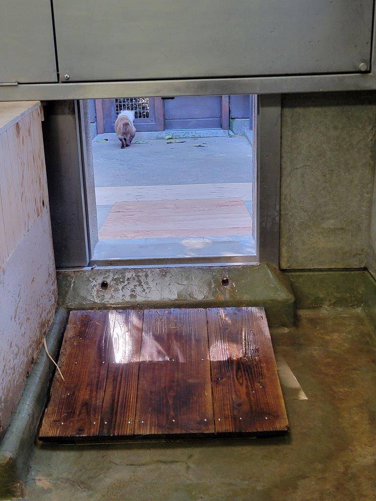 サブ運動場から展示場を見つけるフキ①