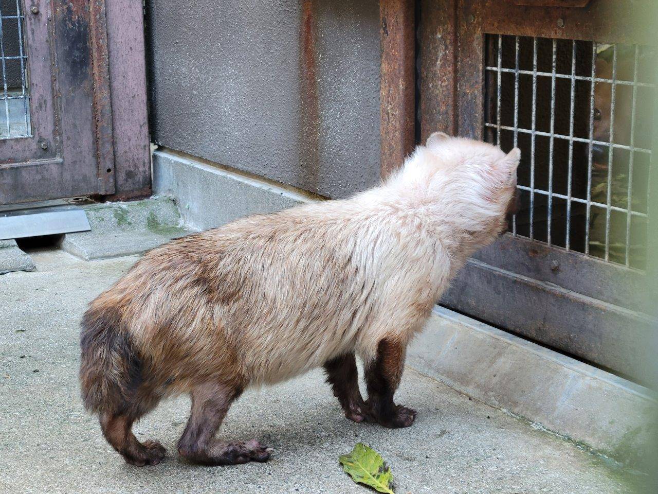サブ運動場から展示場を見つけるフキ②