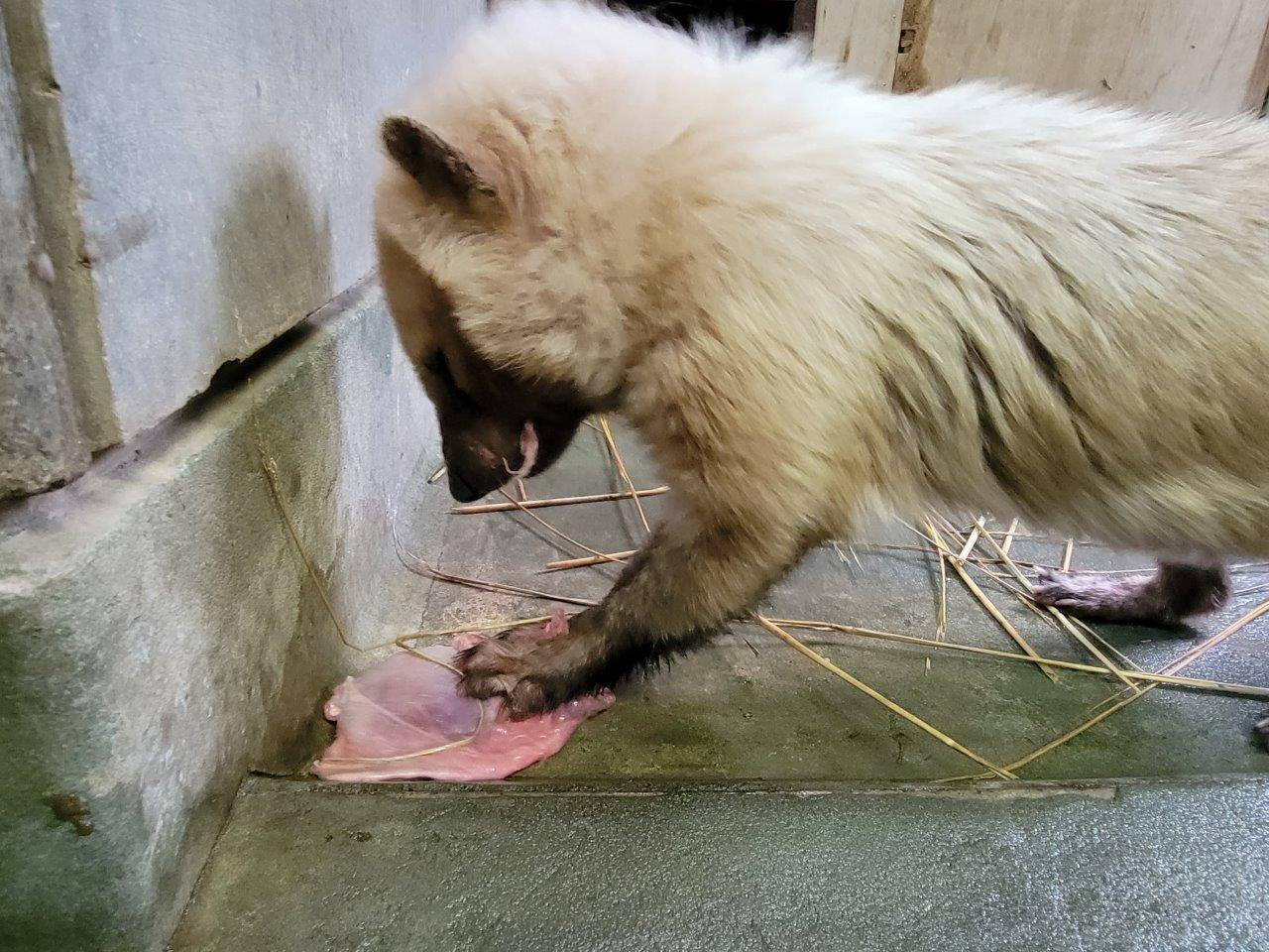 採餌中のフキ③