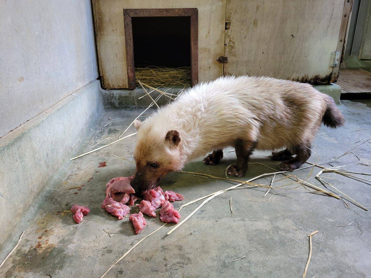 採餌中のフキ④