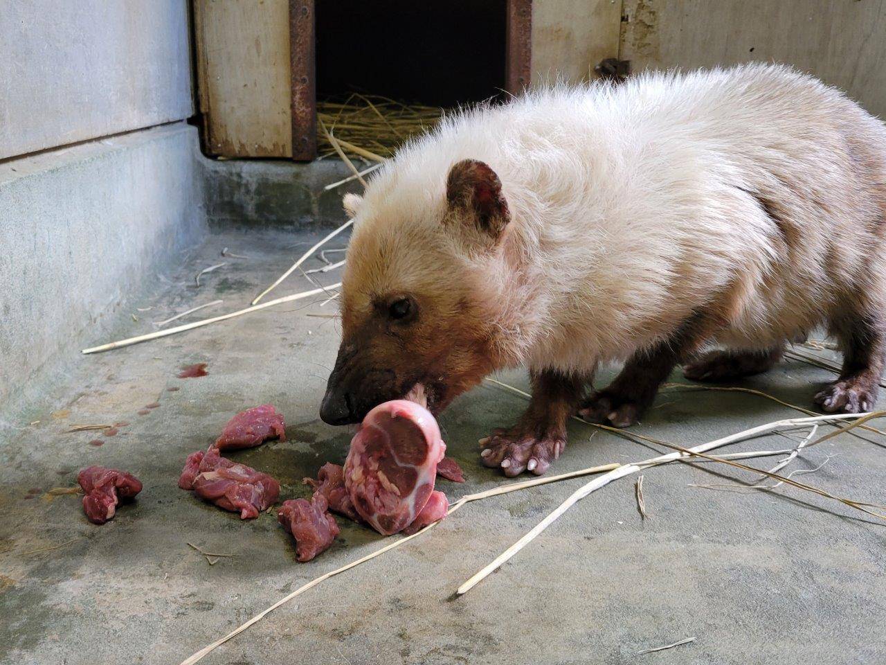 採餌中のフキ⑤