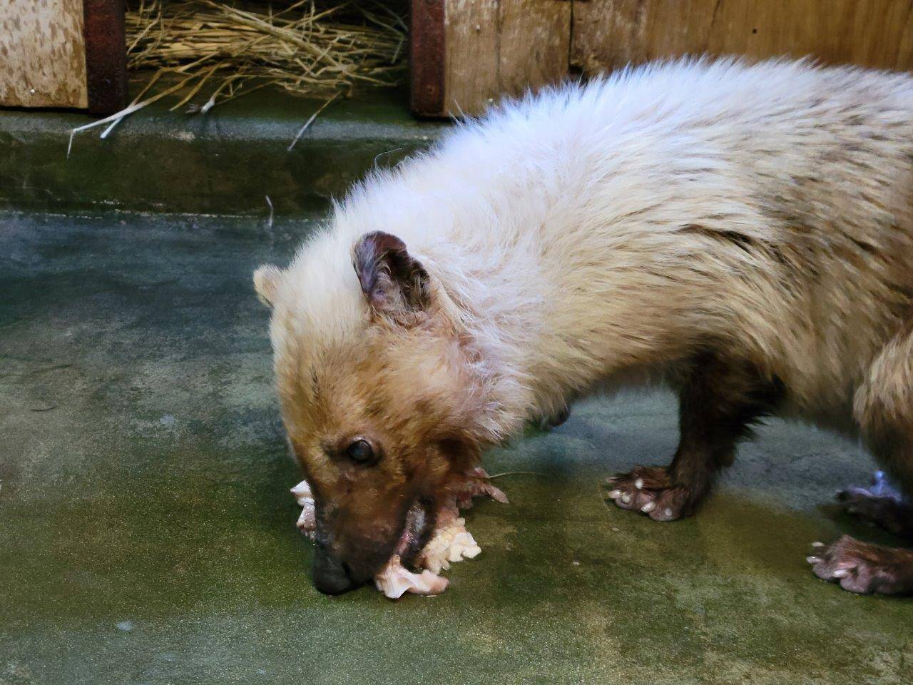 採餌中のフキ⑥