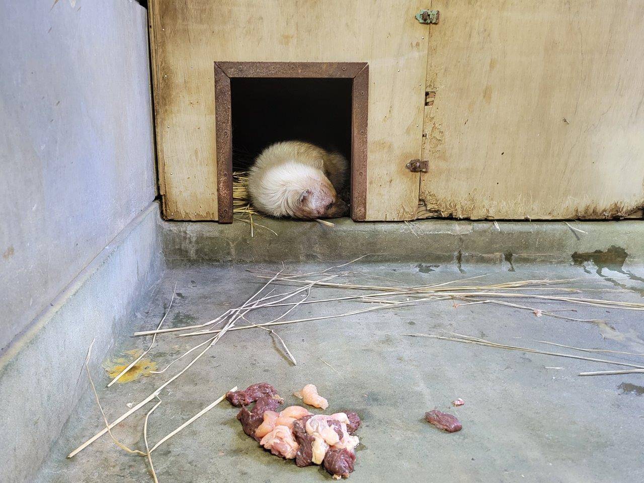 箱内で眠るフキ①