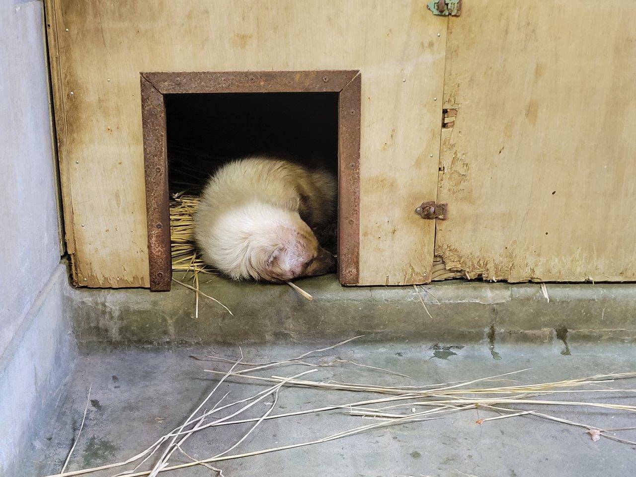 箱内で眠るフキ②