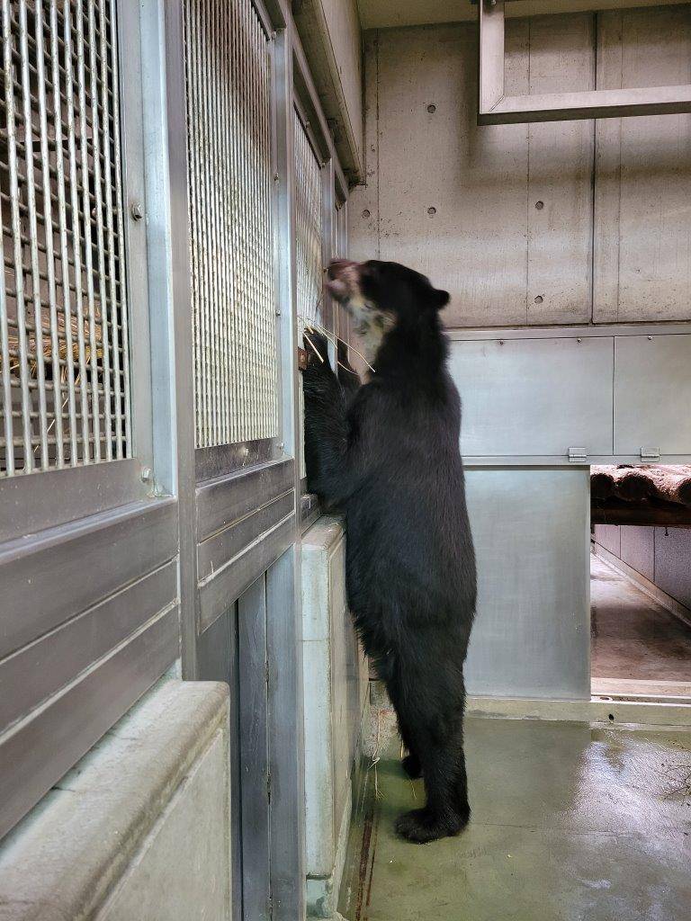 立ち上がって隣の寝室から藁を引き抜く雪雄③