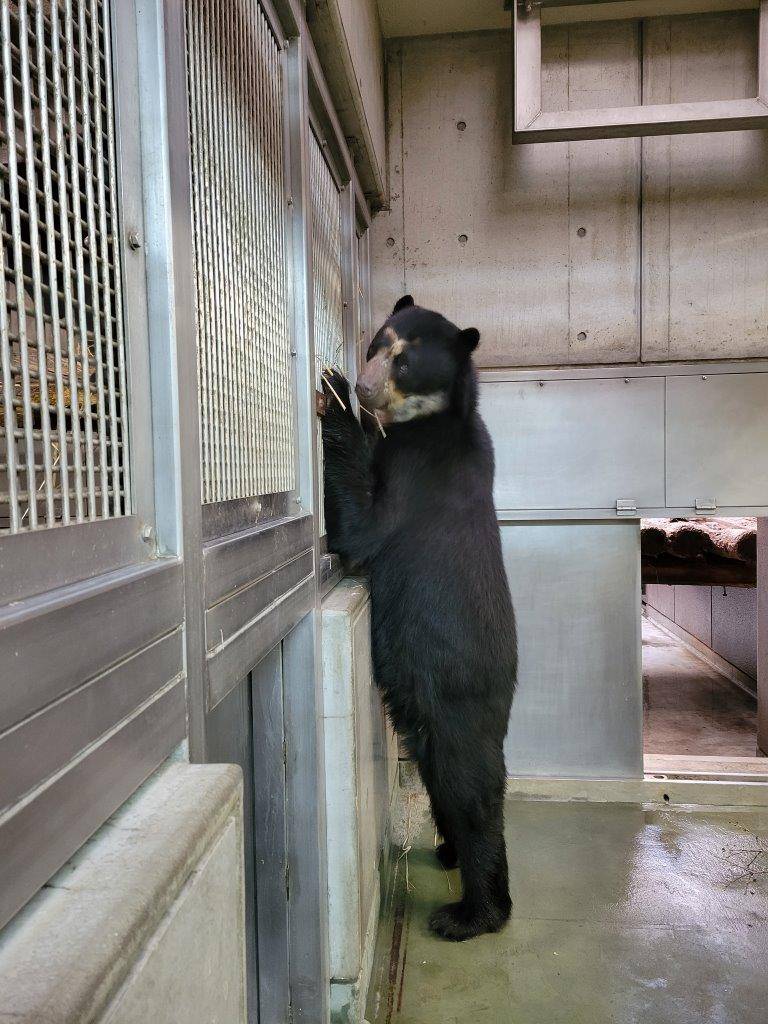 立ち上がって隣の寝室から藁を引き抜く雪雄④